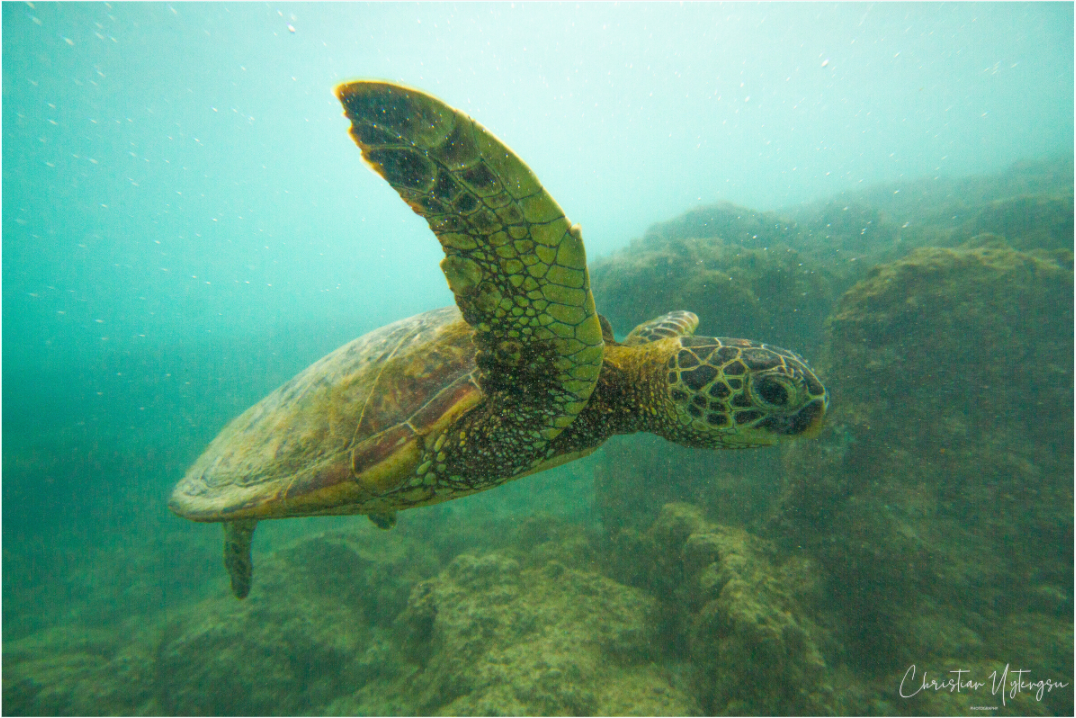 Honu Drift