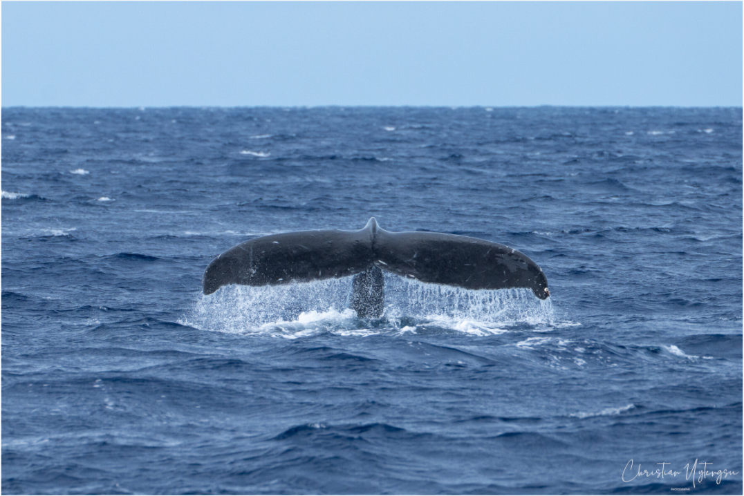 Whale Tail