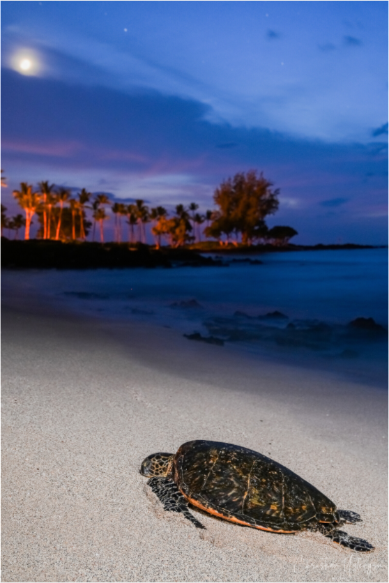 Honu by the Beach