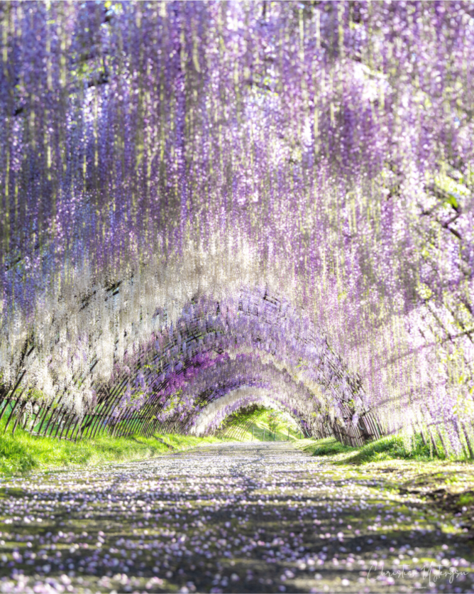 Main image Wisteria Dreams