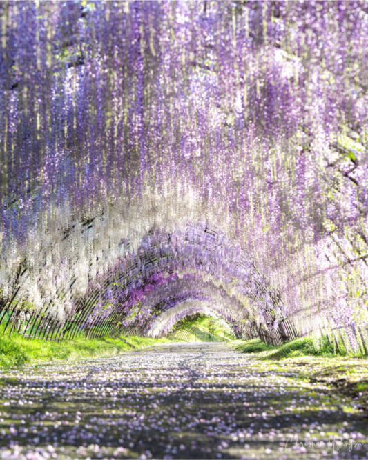 Main image Wisteria Dreams