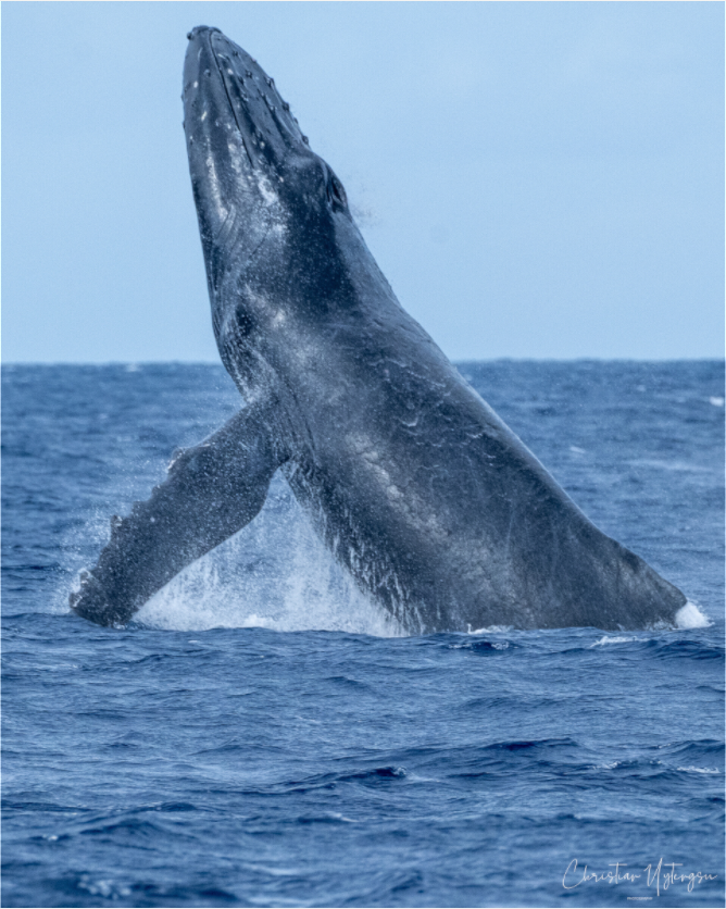 Main image Whale Greets Lāna'i