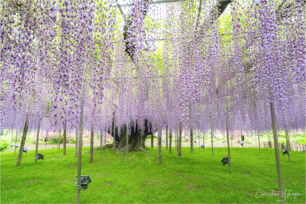 Main image The Great Wisteria