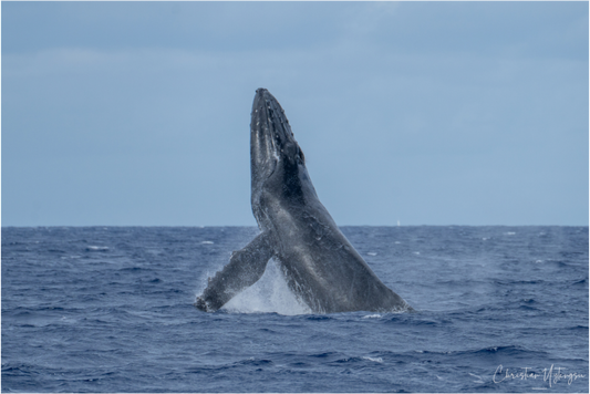 Whale Greets Lāna‘i